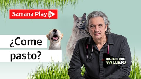 ¿Come pasto? | Enrique Vallejo en Salud Animal