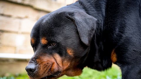 Perro mató a un niño en México. Fiscalía investiga la responsabilidad de los dueños del animal y de los padres del niño.