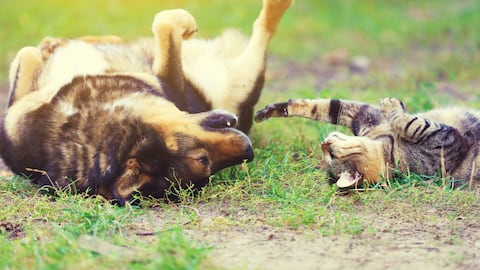 Mejores amigos de perros y gatos