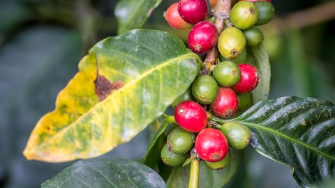 Las plantas pueden desarrollar hongos por diversas razones.