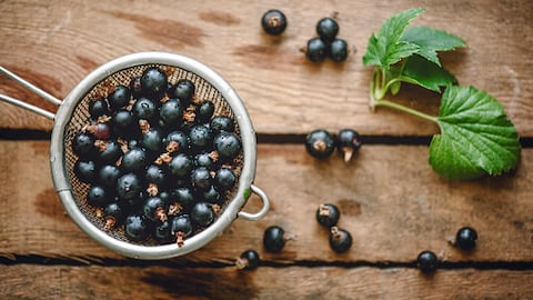 El Grosellero negro se caracteriza por combatir la inflamación y sirve como diurético, además la infusión se puede preparar con sus hojas, yemas y frutos.