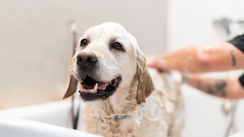 Baño de perros