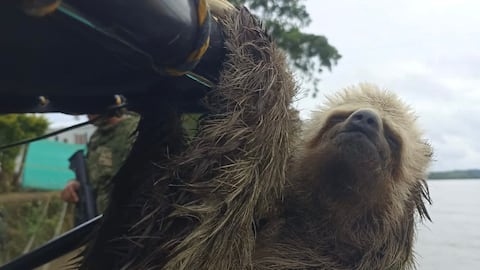 Oso perezoso rescatado en Nariño