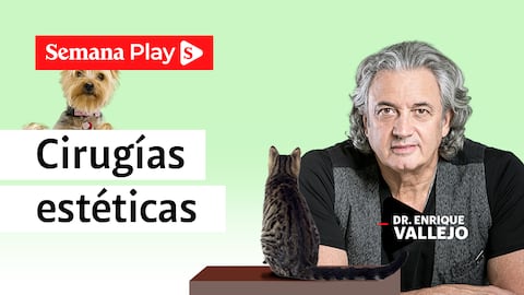 Cirugías estéticas | Enrique Vallejo en Salud Animal