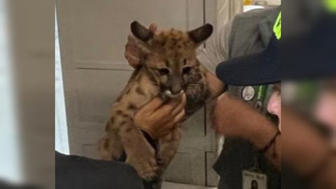 El rescate del puma que era tenido como mascota fue ejecutado por la Fiscalía, la Policía y Cornare