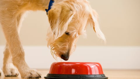 Estos son los riesgos de darle arroz a un perro