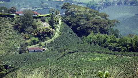 El Bosque de Lulo es uno de los programas ambientales más importantes de esa compañía.