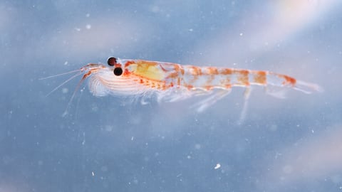 Krill, Euphausia superba, is an important food source to animals living in the Antarctic.