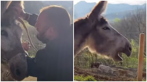 La reacción viral de un burro cuando una fundación lo rescató.