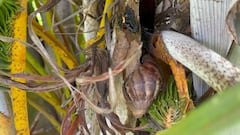 La CAR lanzó alerta por el incremento del Caracol gigante africano. Una sola pareja puede llegar a tener unos 128 millones de individuos en un lapso de dos a dos y medio años