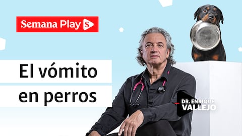 El vómito en perros | Enrique Vallejo en Salud Animal