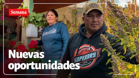 Los campesinos cada vez están cultivando más quinua en la región Andina.