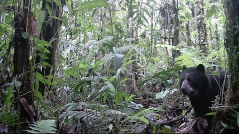 Familia de osos de anteojos en Villa Rica Tolima