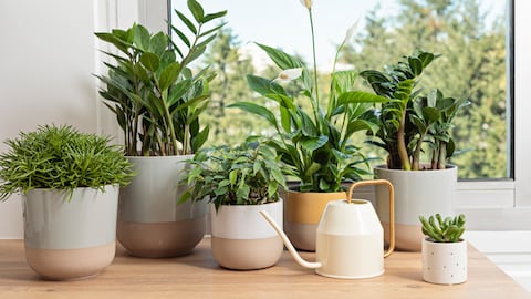 Plantas de interiores