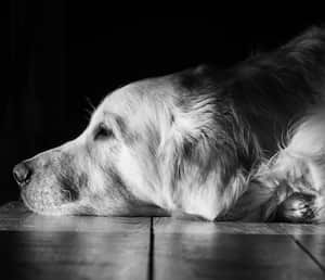 Practicamente en cada hogar de Cali existe una mascota como un perro. Foto 123RF