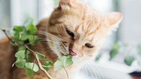 Gato comiendo plantas